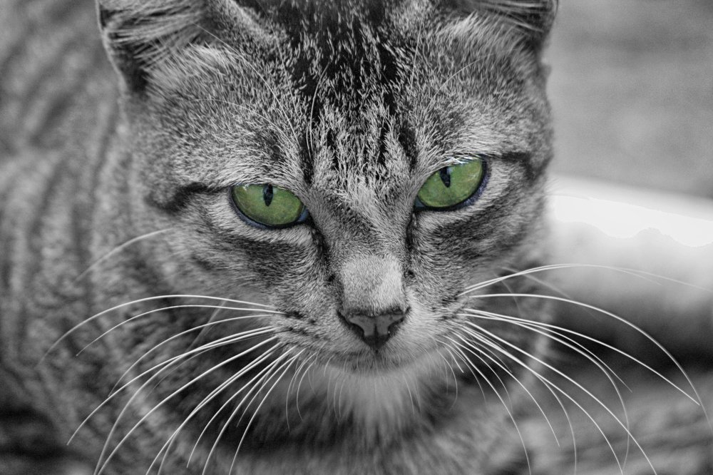 Фотография автора Anil Prabhakar