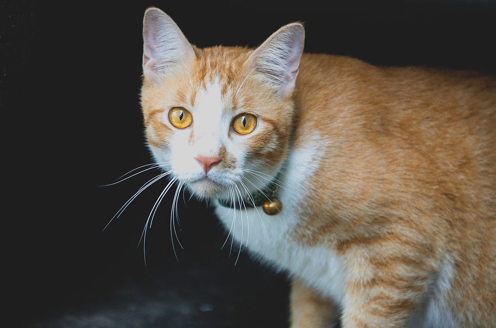 Фотография автора Anil Prabhakar