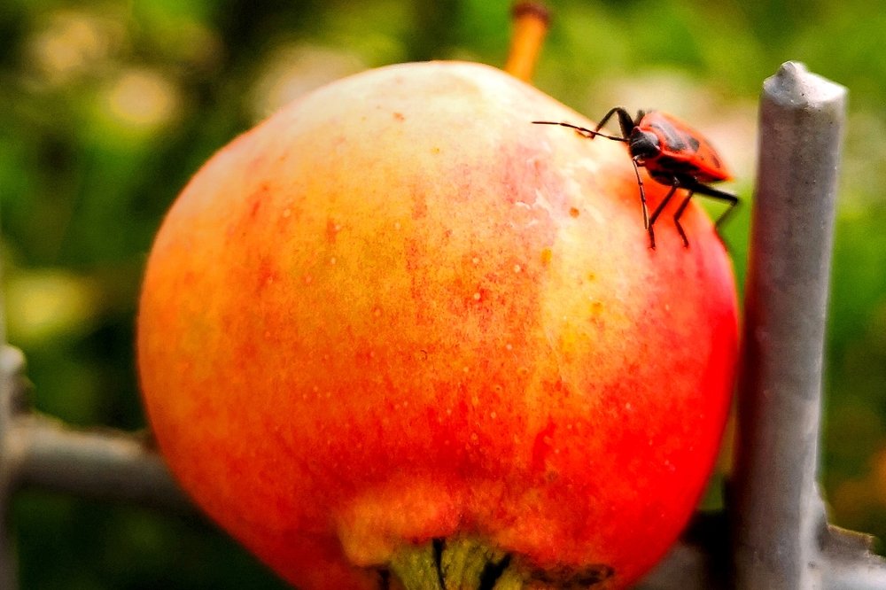 The traveler on the equator