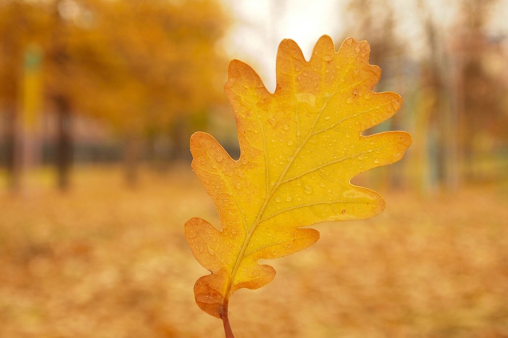 Photograph by Анастасия Мещерякова
