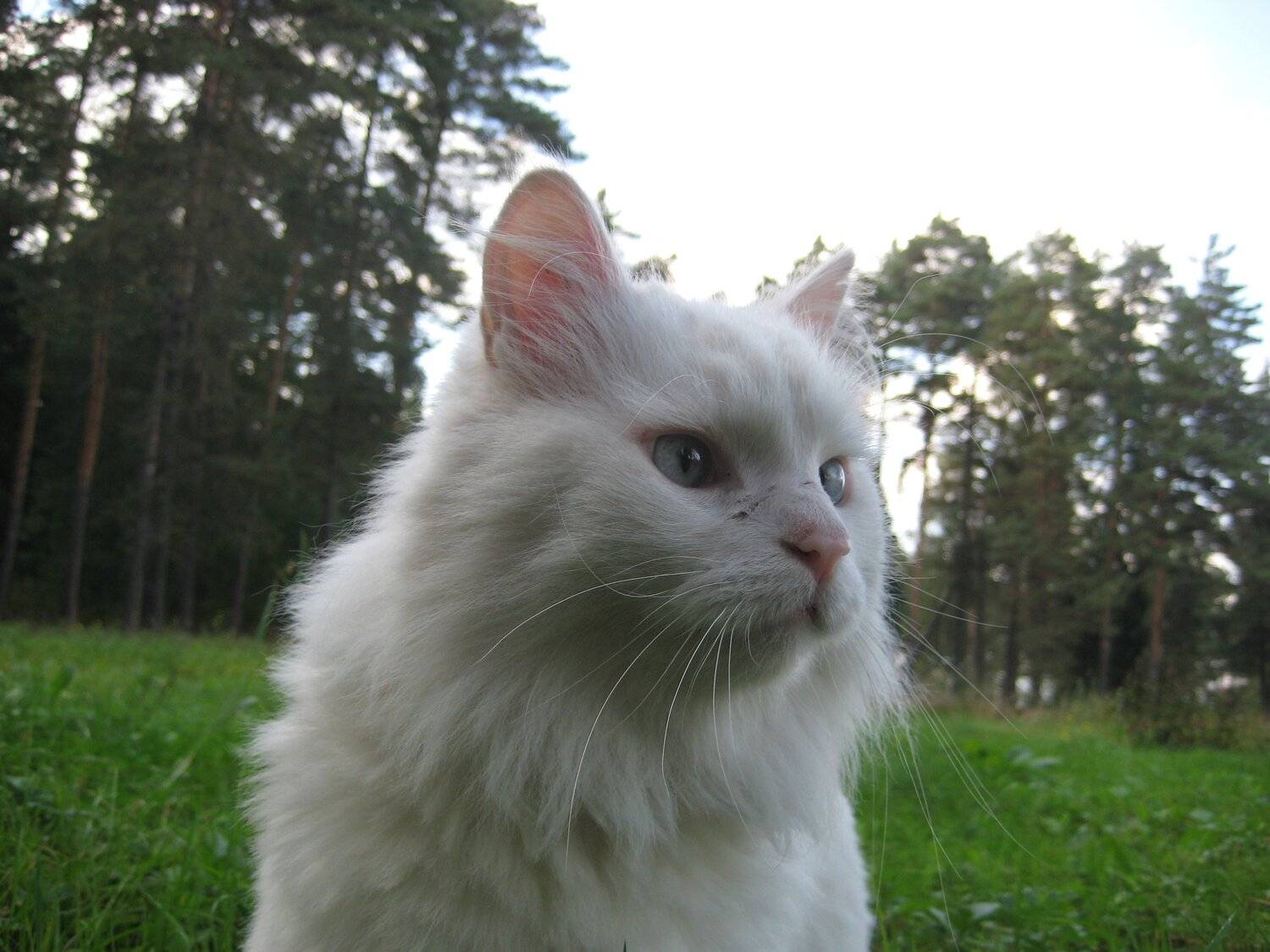 Photo #3569860