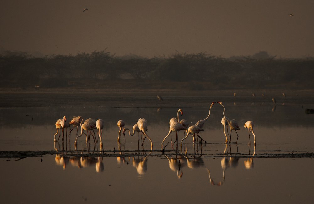 Greater Flamingos