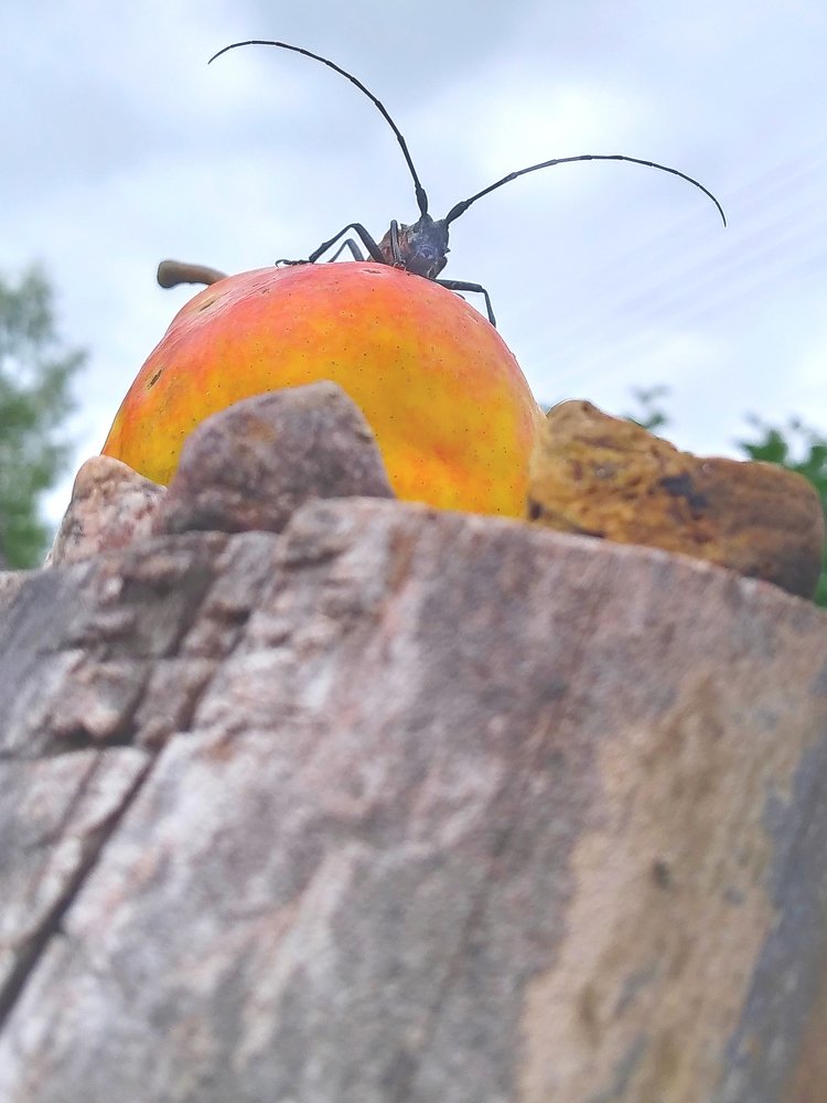 Покорение вершины