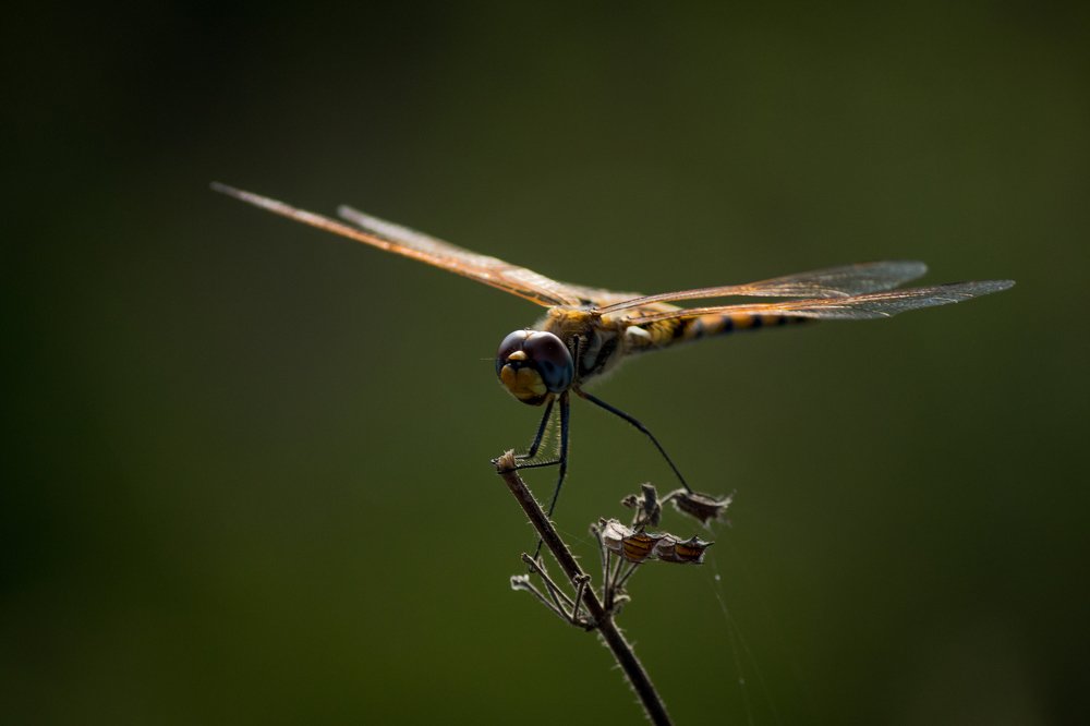 Dragon Fly