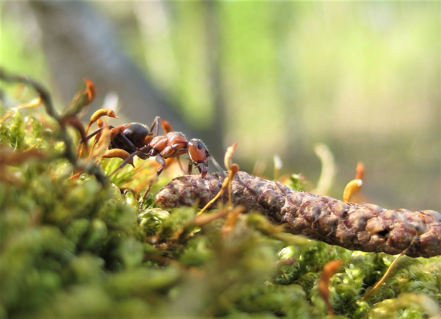 Photo #3569963