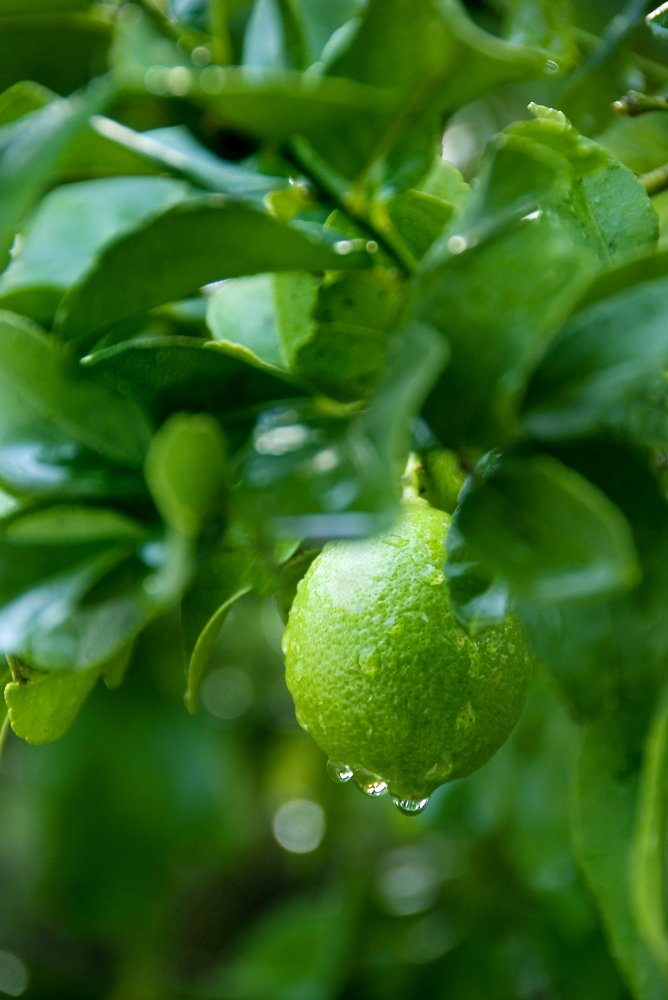 Photograph by Сергей Ростроса