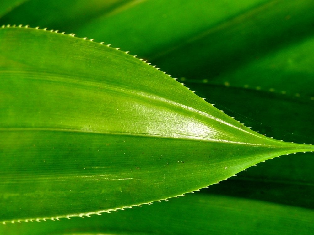 Green Plant