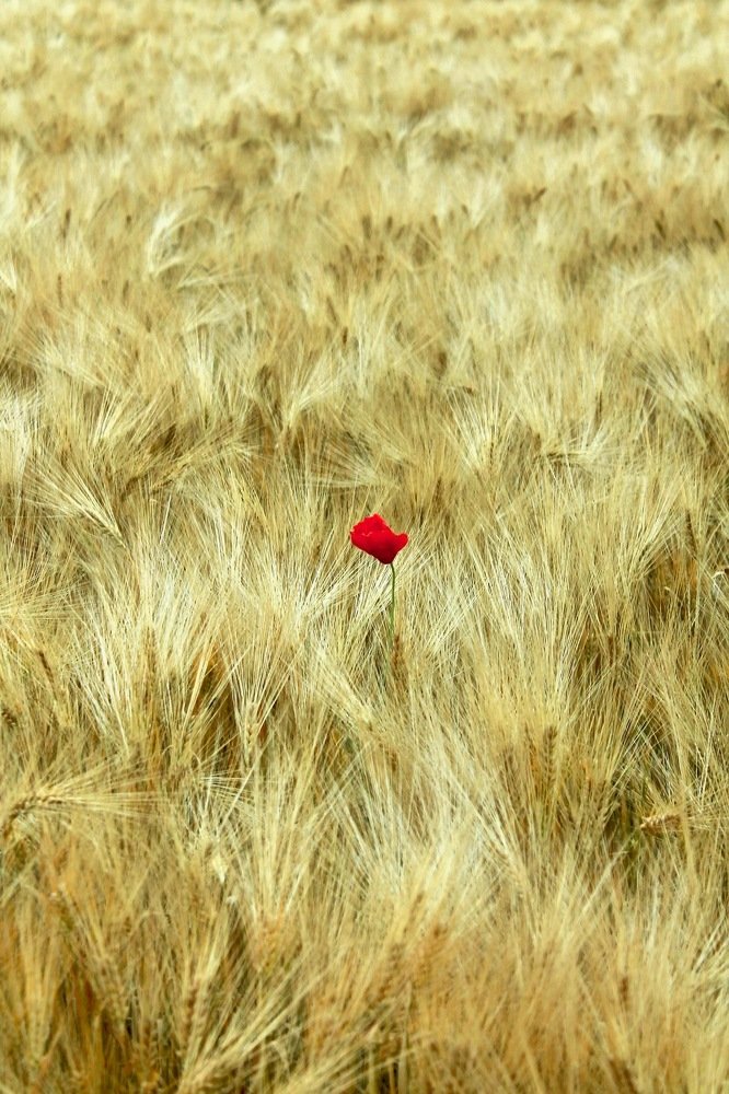 Photograph by Nadezda Sarap