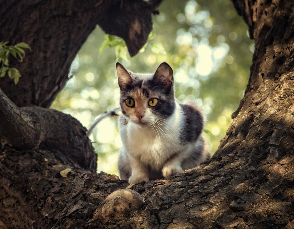 Photograph by Елена Черненко