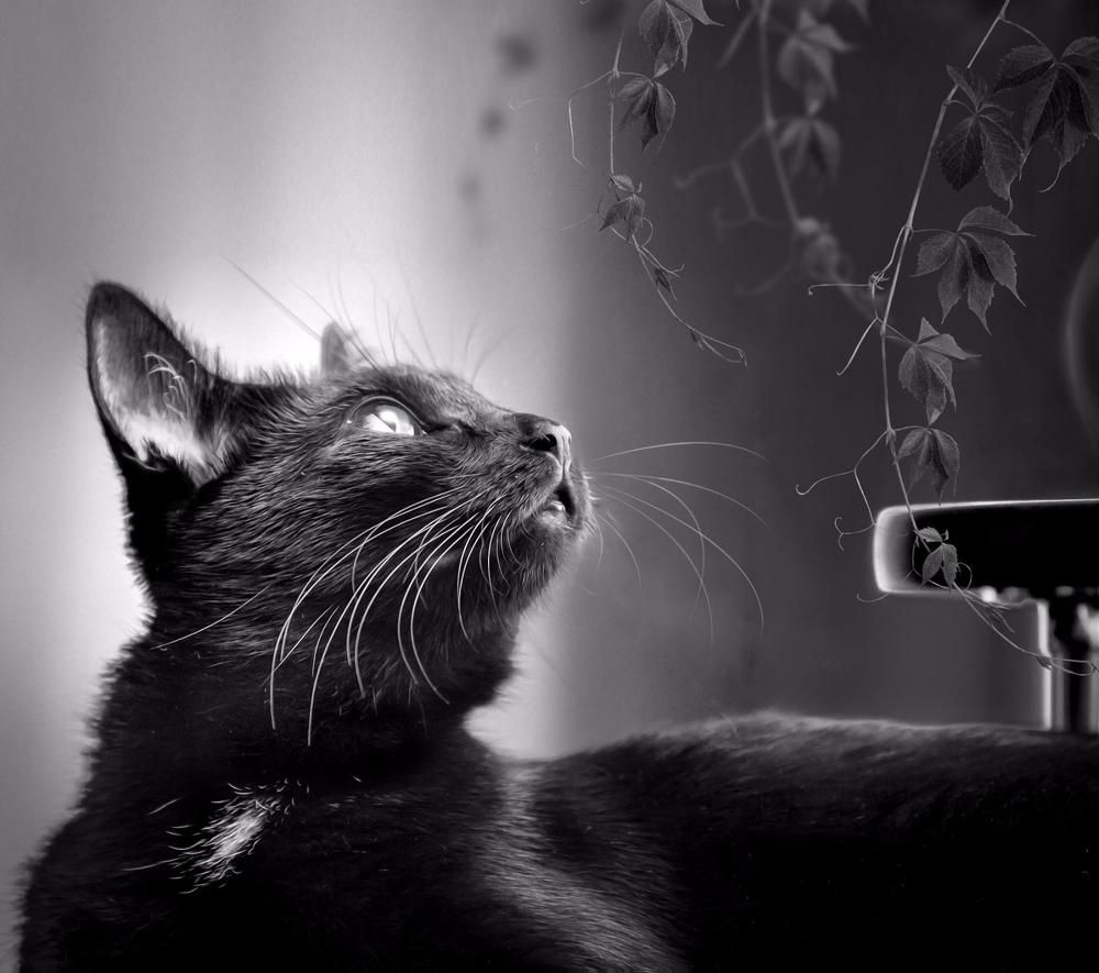 Photograph by Елена Черненко