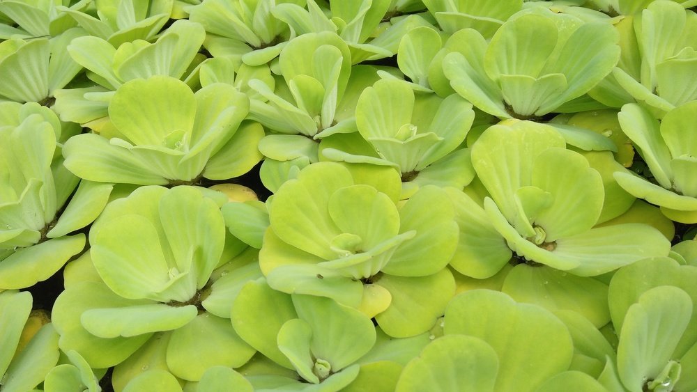 Go Green