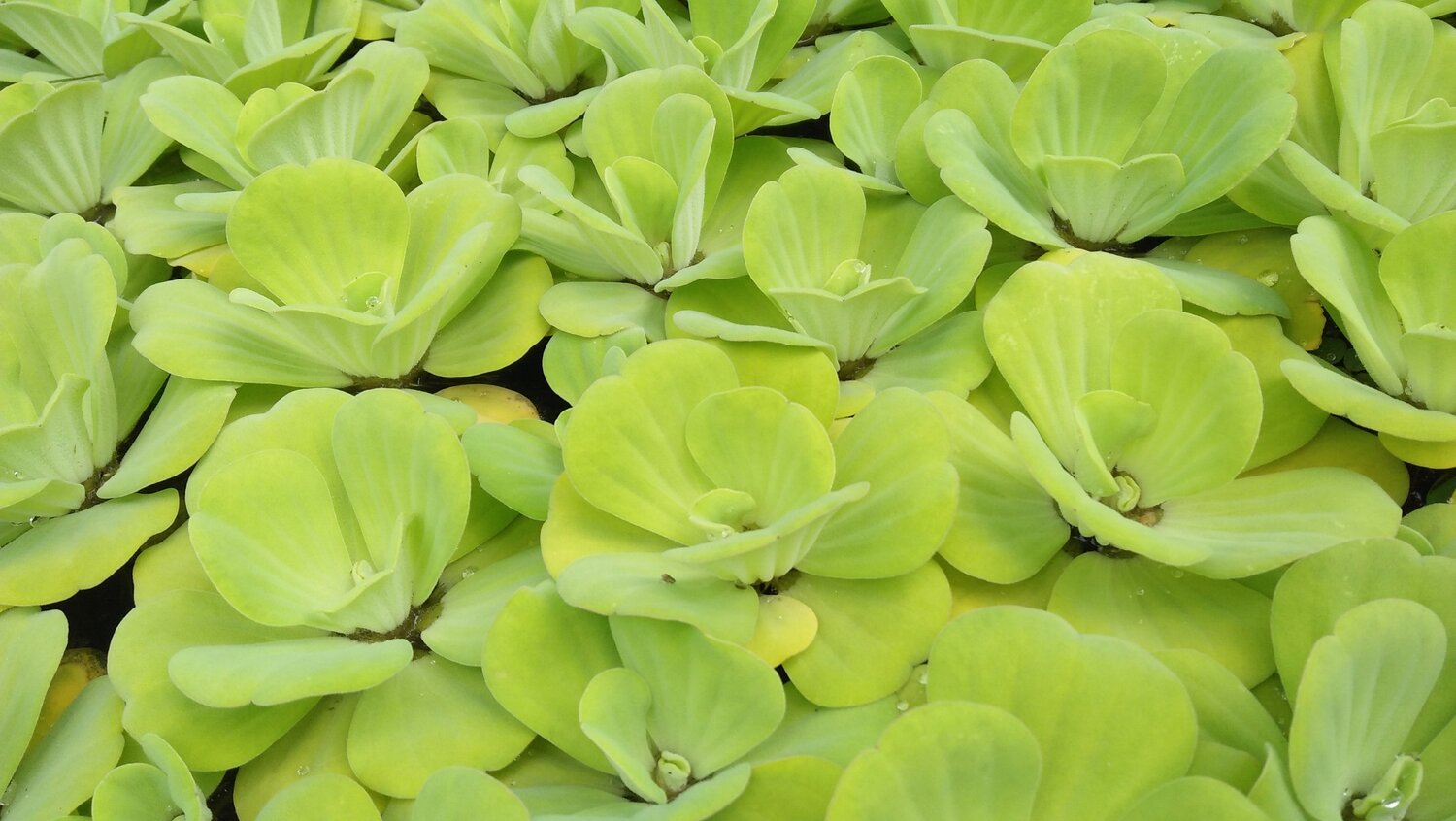 Go Green