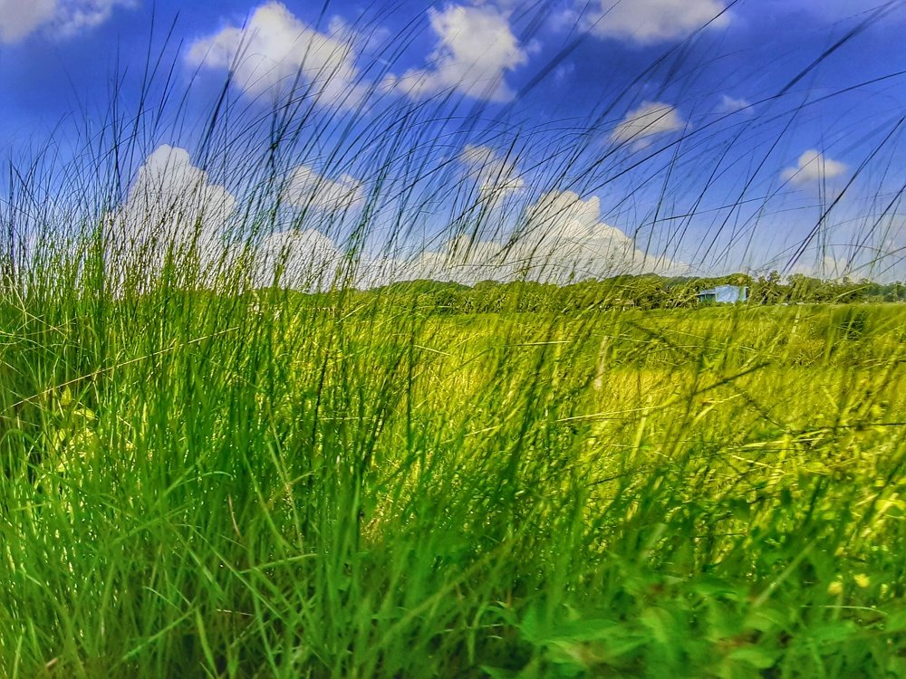 Photograph by Md. Rasaduzaman