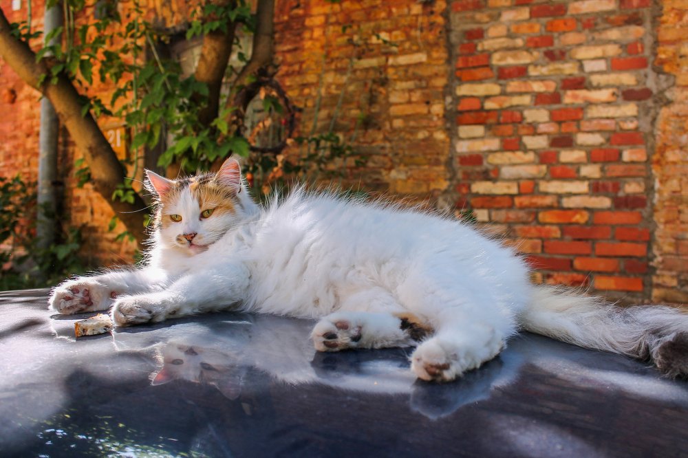 Photograph by Nadezda Sarap