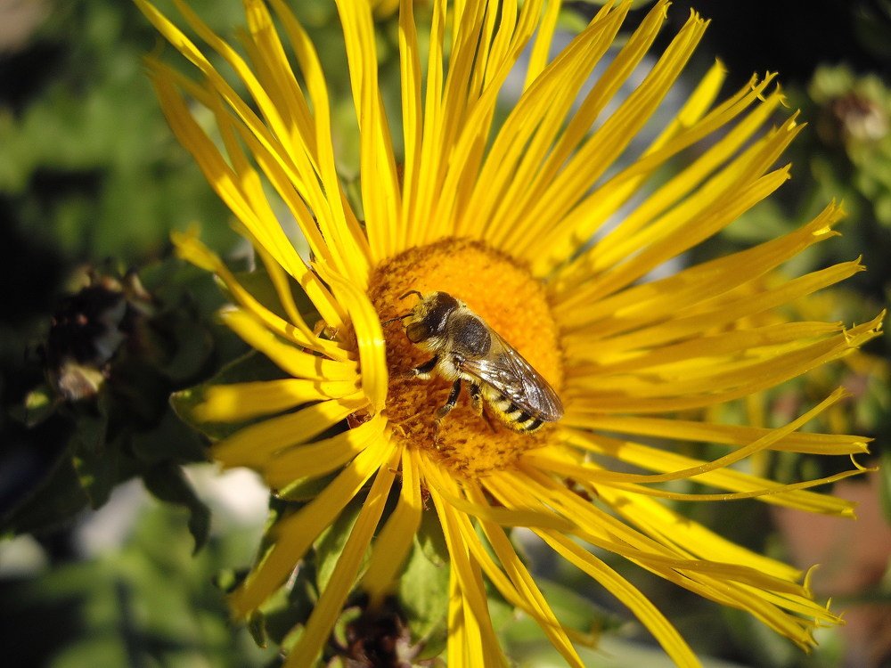 Сборщик мёда