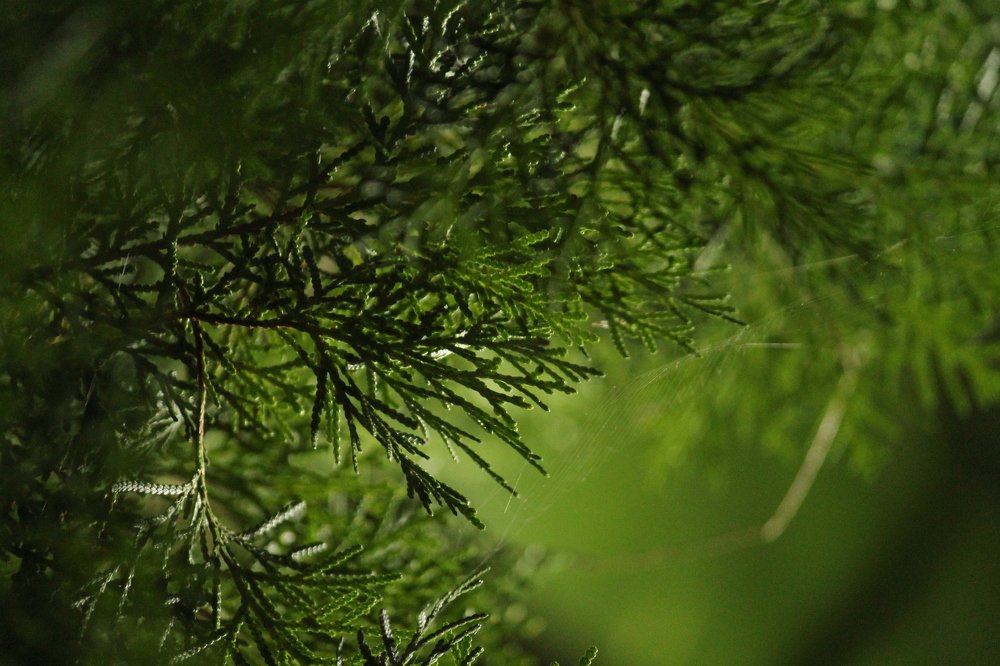 Photograph by Diganto Ghosh