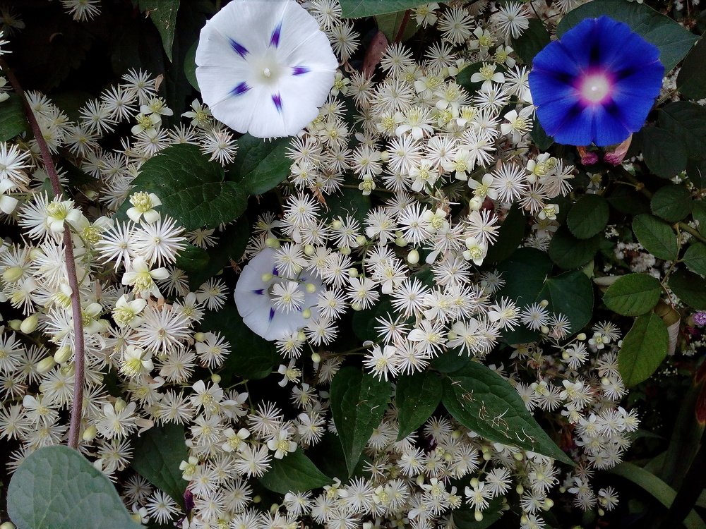 Photograph by Ирина Марченко