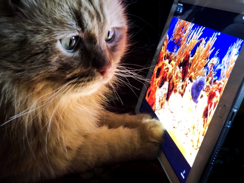 Photograph by Инна Макарова