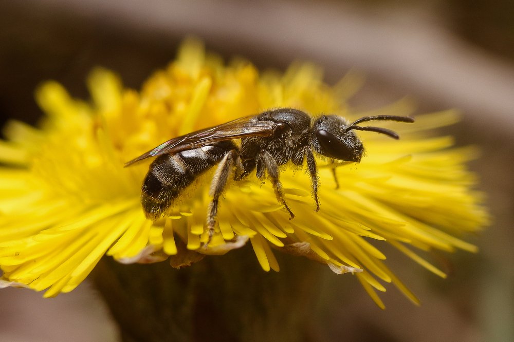 Фотография автора Вадим Топычканов