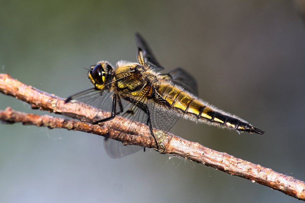 Фотография автора Вадим Топычканов