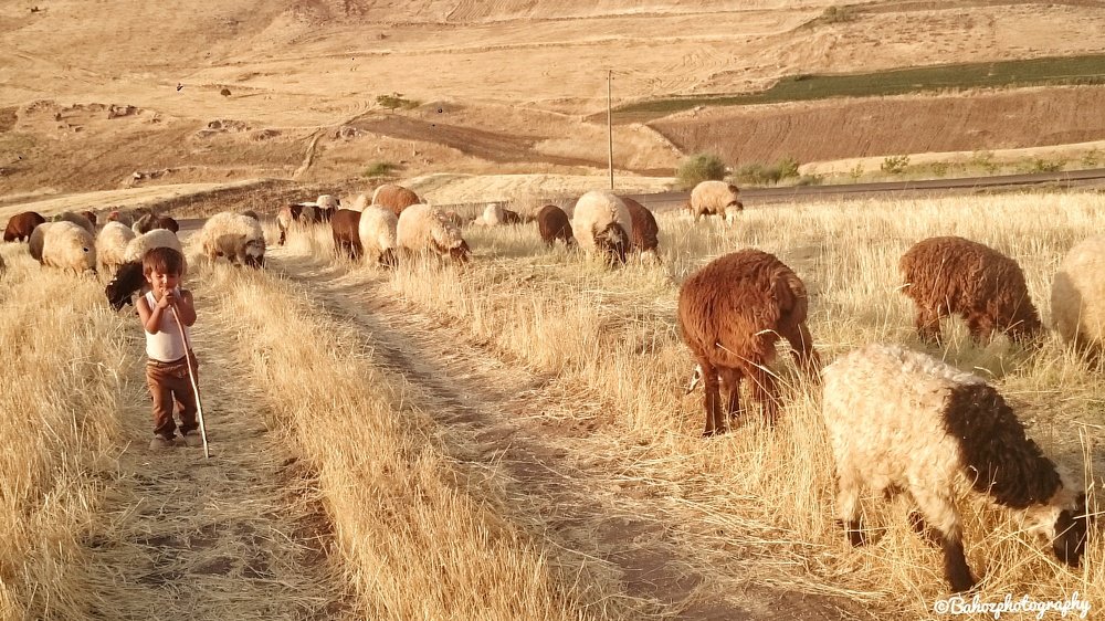 Shepherd