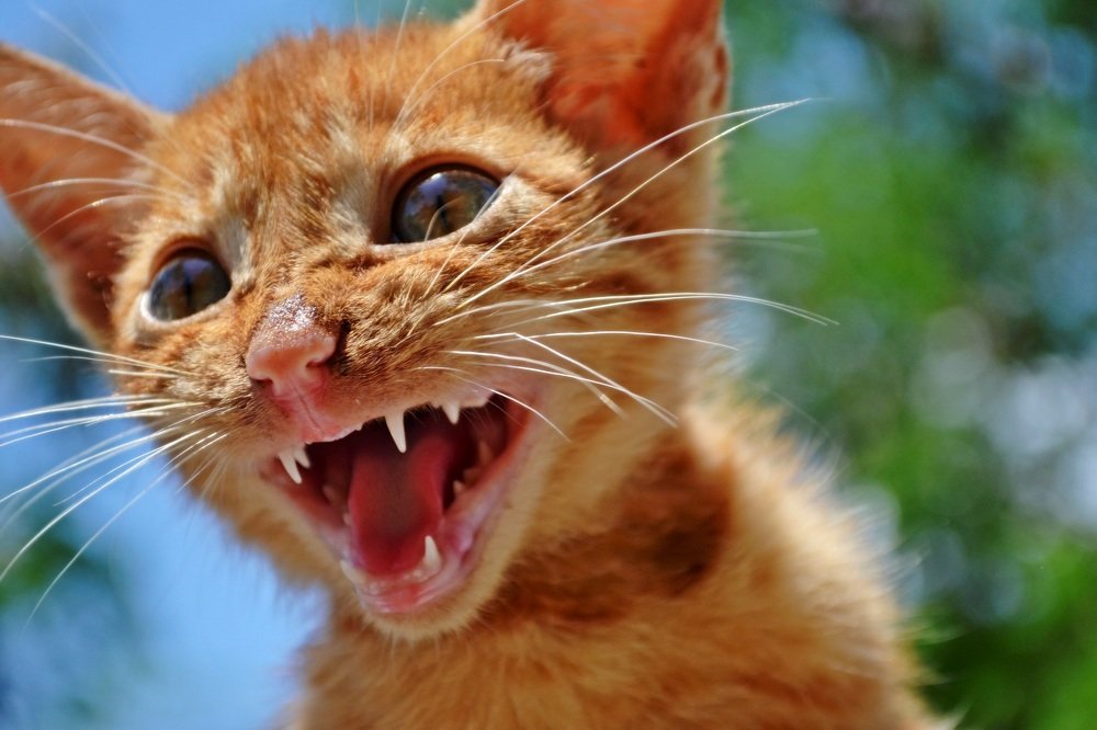 Фотография автора Yako Laverde