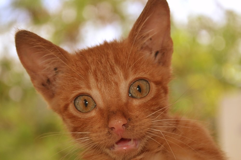 Фотография автора Yako Laverde