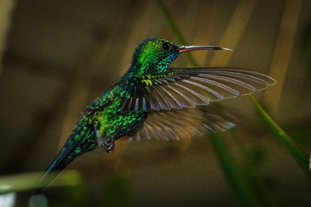 Photograph by Massimo Chiozzi