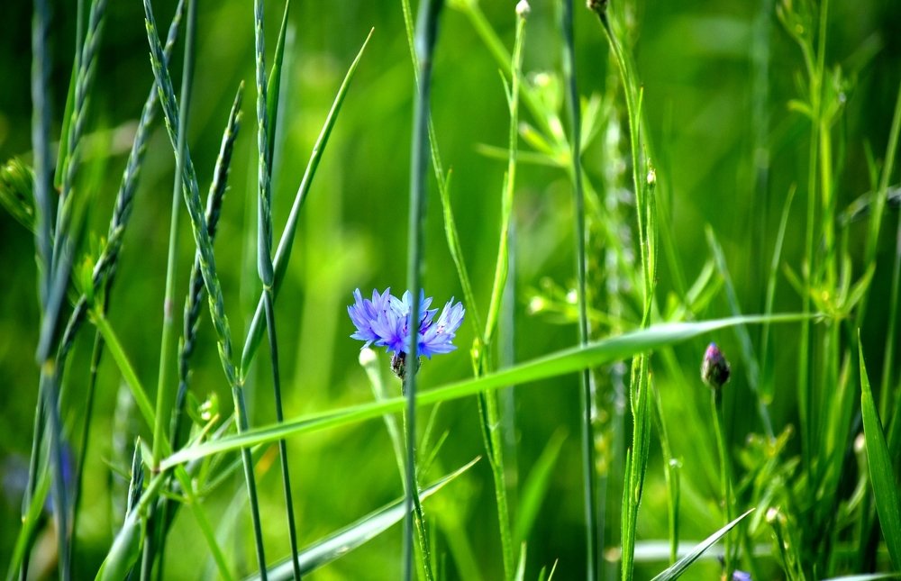 Cornflower blooms in a green field / В зеленом поле цветет василек