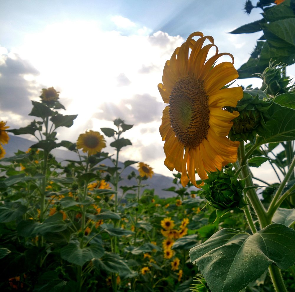 sunflowers