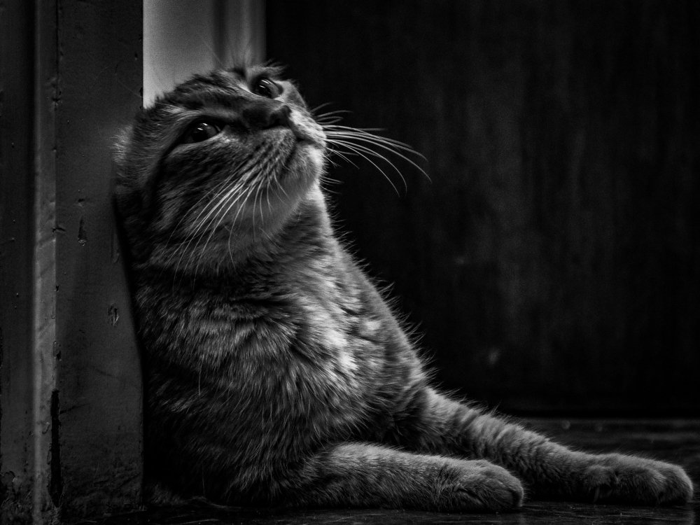 Photograph by Георгий Акопджанов