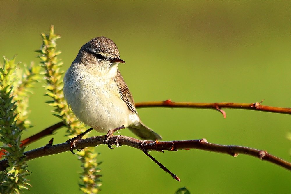 Photograph by Александр Велигура
