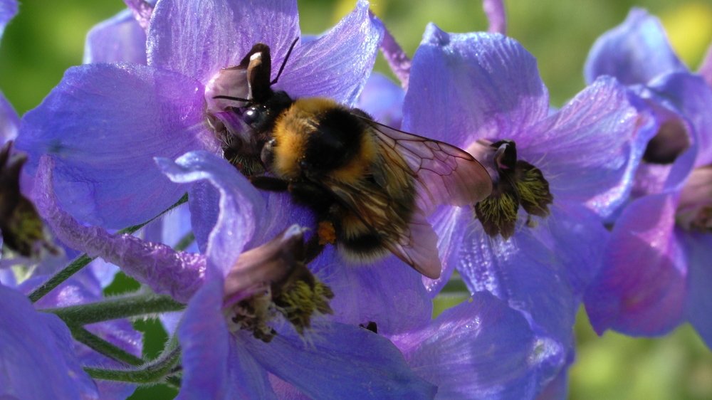 Питательный цветок