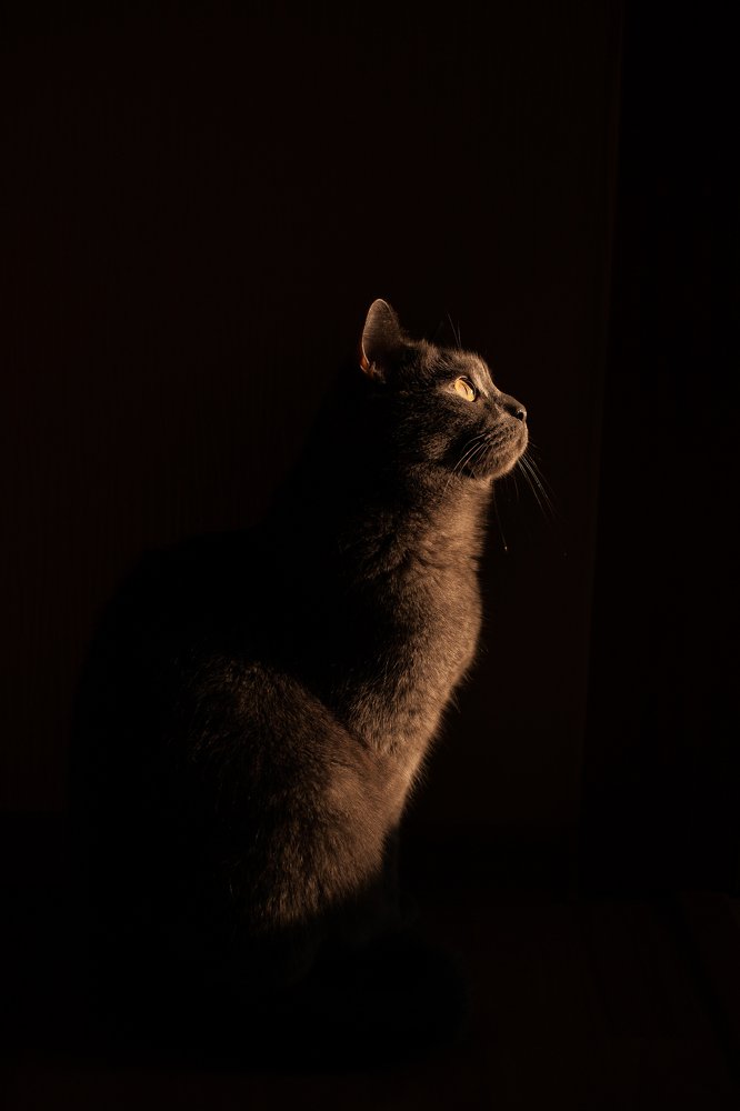 Dark Light