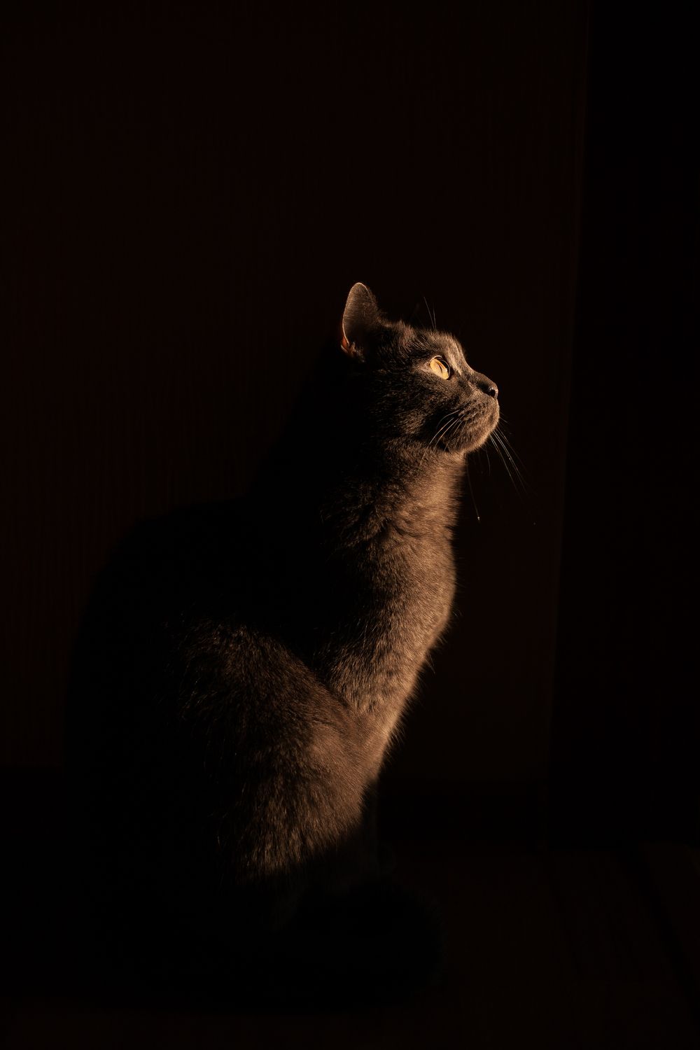 Dark Light