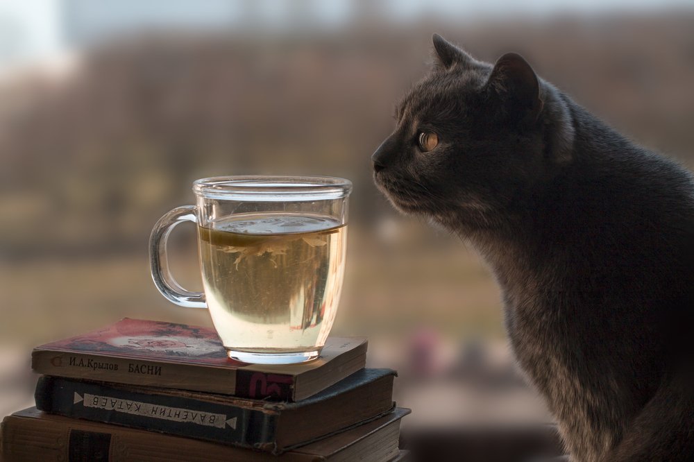 Cat's tea party