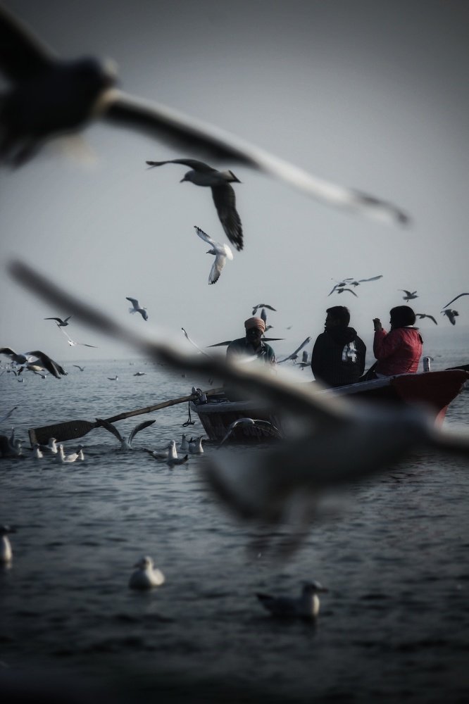 Birds and love birds...