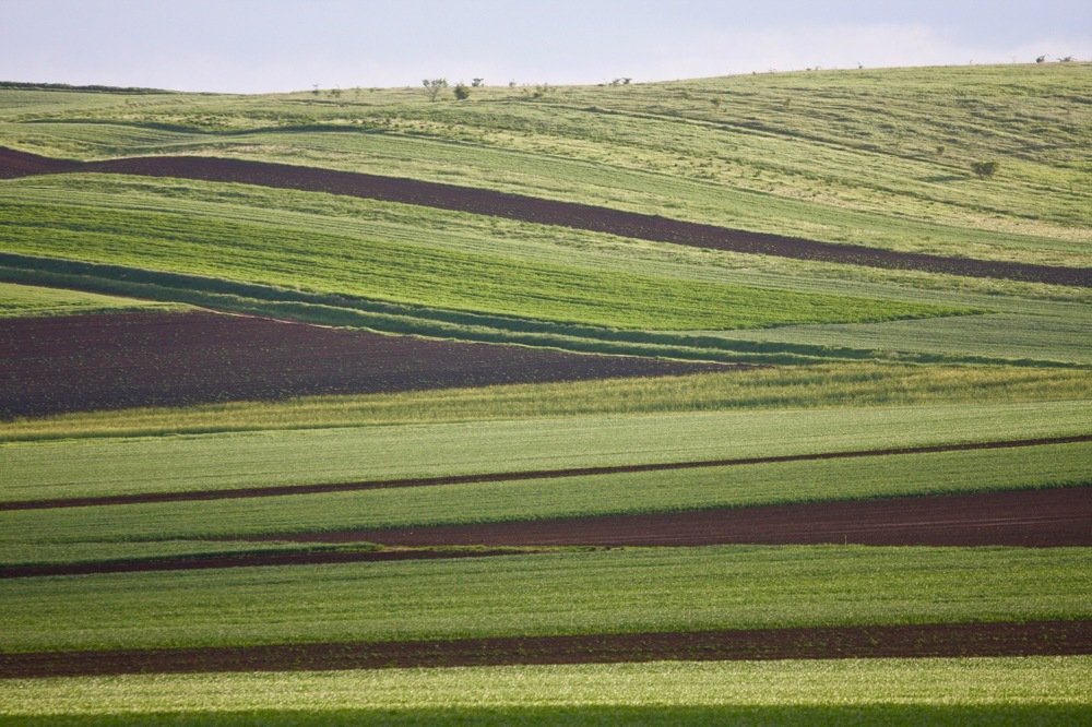 Chocolate and pistachio