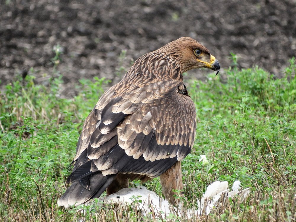 Удачная охота