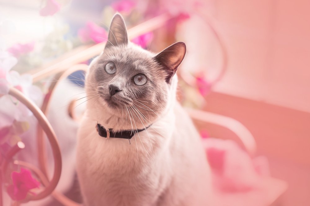 Photograph by Priscila Montanari