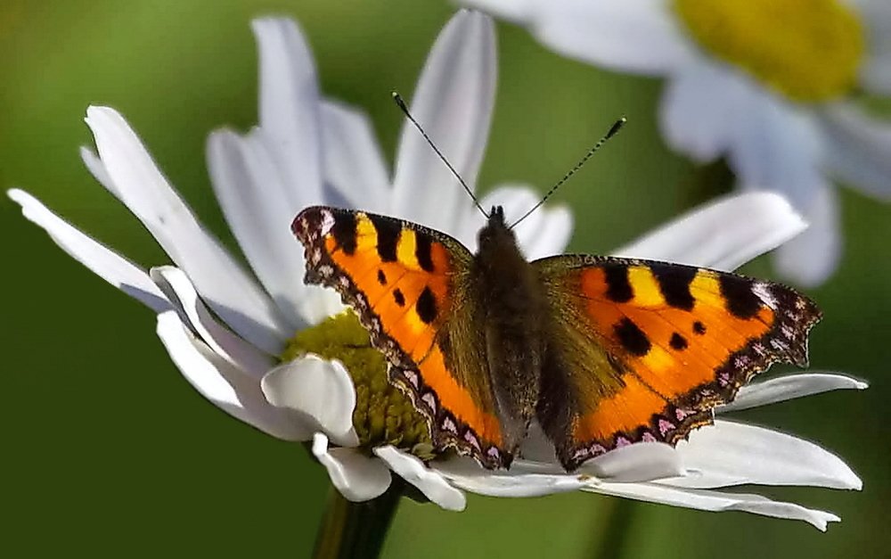 Фотография автора Razgulyaev Aleksandr