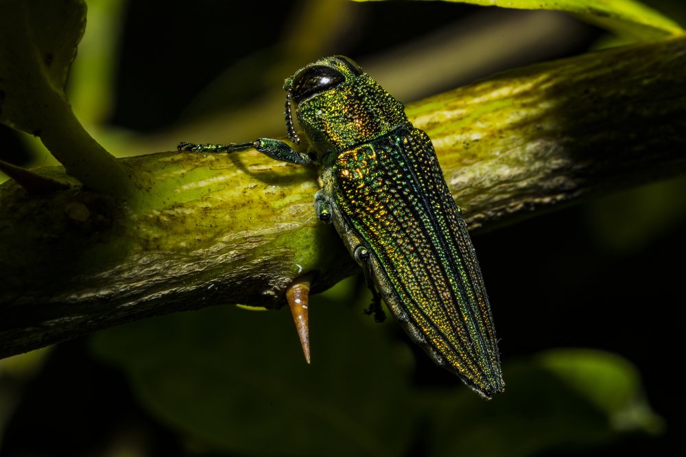 Photograph by Sameer Bhalekar