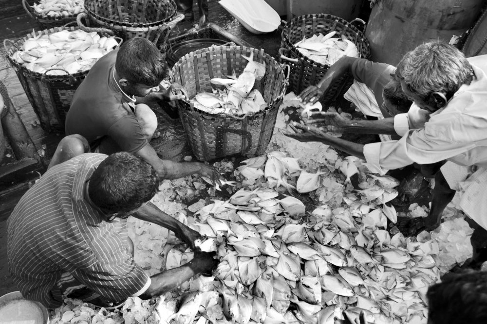 Photograph by  Md Shaheedul Alam