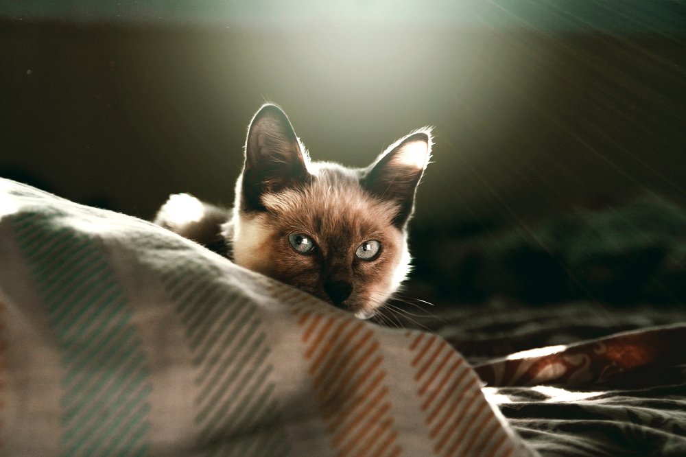 Photograph by Priscila Montanari