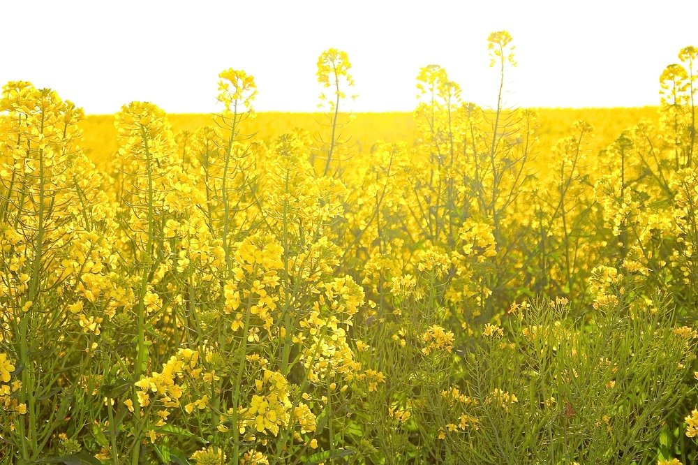 Photograph by Juan Pavlovsky