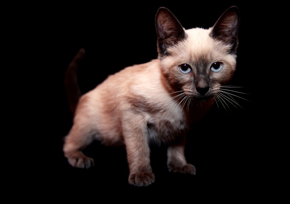 Photograph by Priscila Montanari