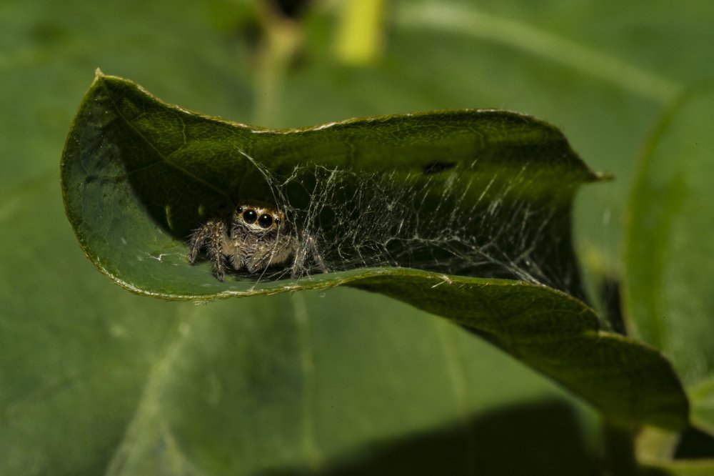 Photograph by Sameer Bhalekar