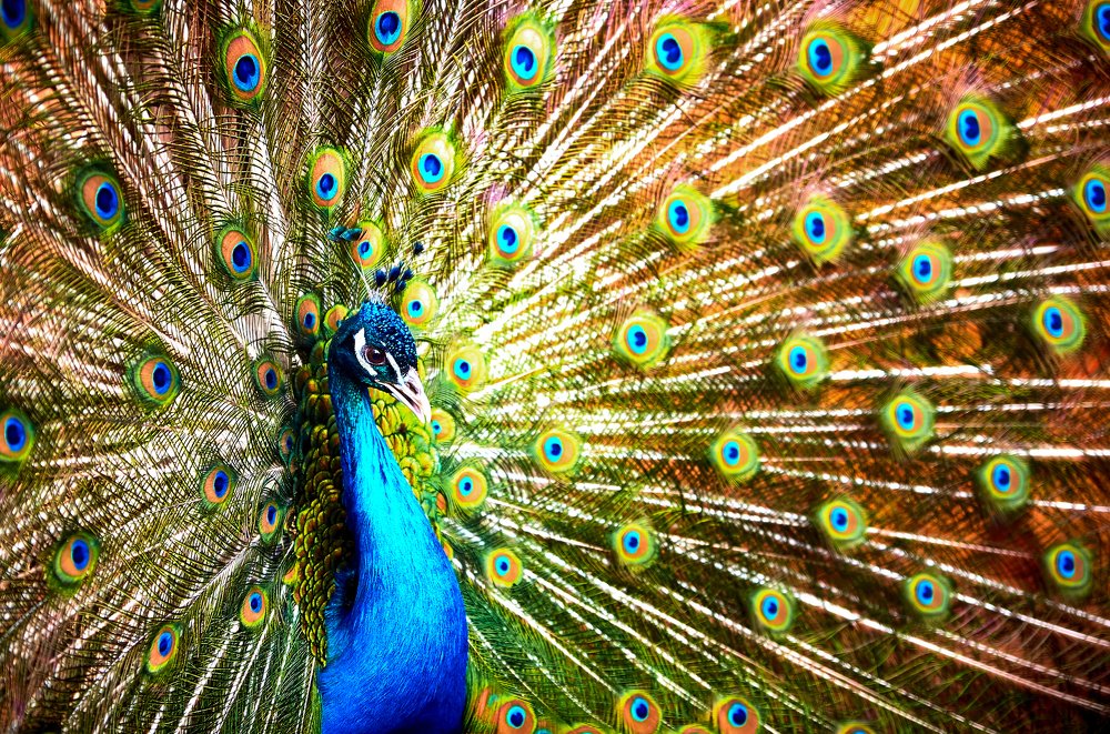 Photograph by Екатерина Коломыцева