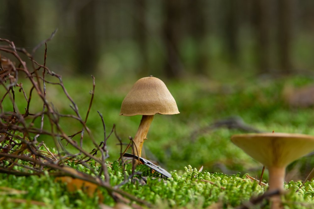 Фотография автора Вадим Топычканов