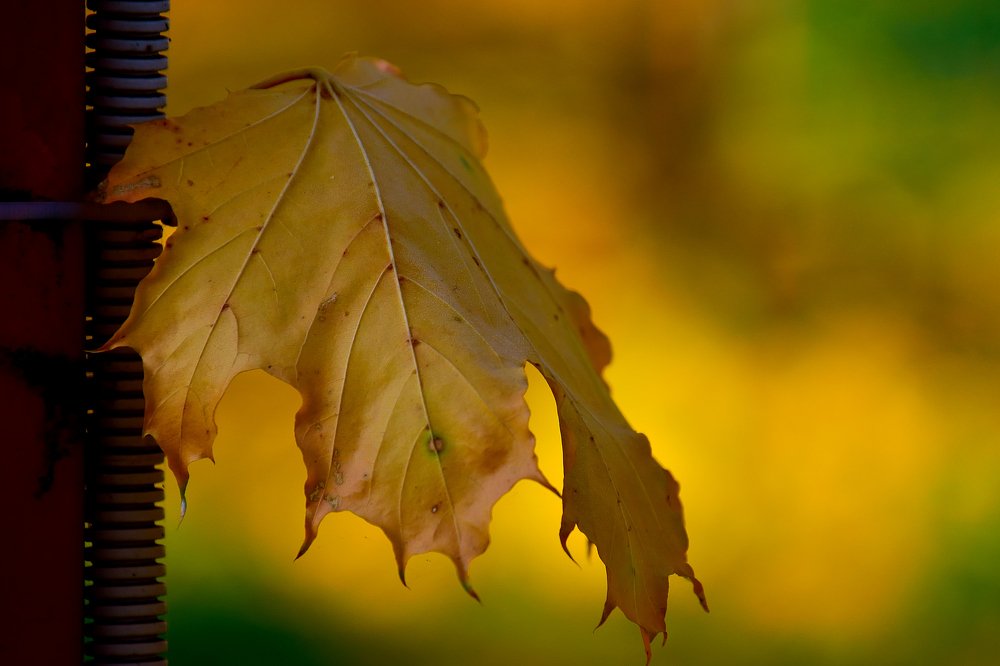 Photograph by Анатолий Хальман